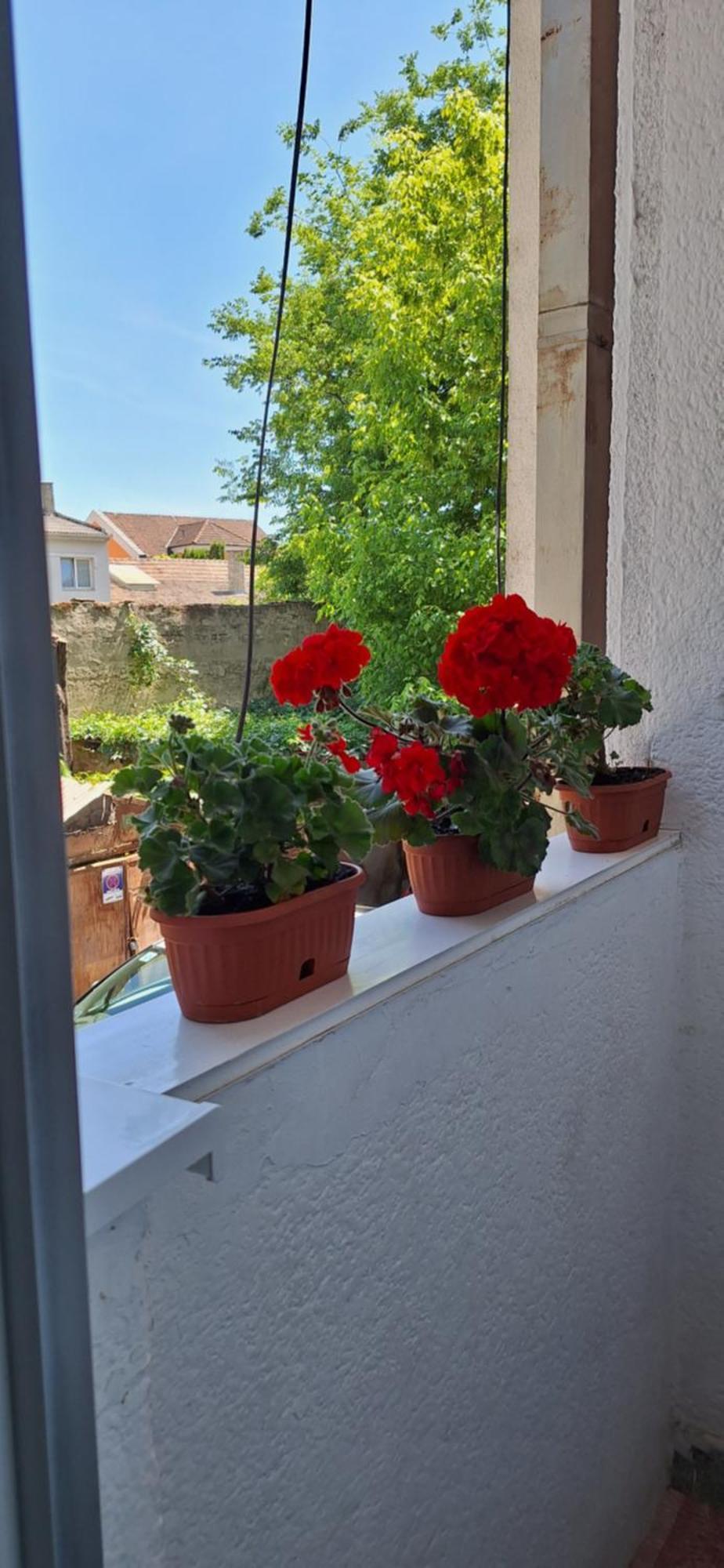 Apartman Lara Subotica Exterior foto